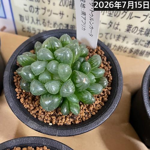 多肉植物 ハオルチア オブツーサ トゥルンカータ(※現在多頭個体のみ