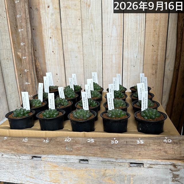 多肉植物　ハオルチア オブツーサ トゥルンカータ 2.5号　インテリア かわいい オシャレ  レア 初心者 育てやすい 観葉植物 人気品種 |  | 15