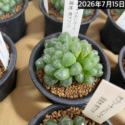 多肉植物 ハオルチア オブツーサ トゥルンカータ(※現在多頭個体のみ