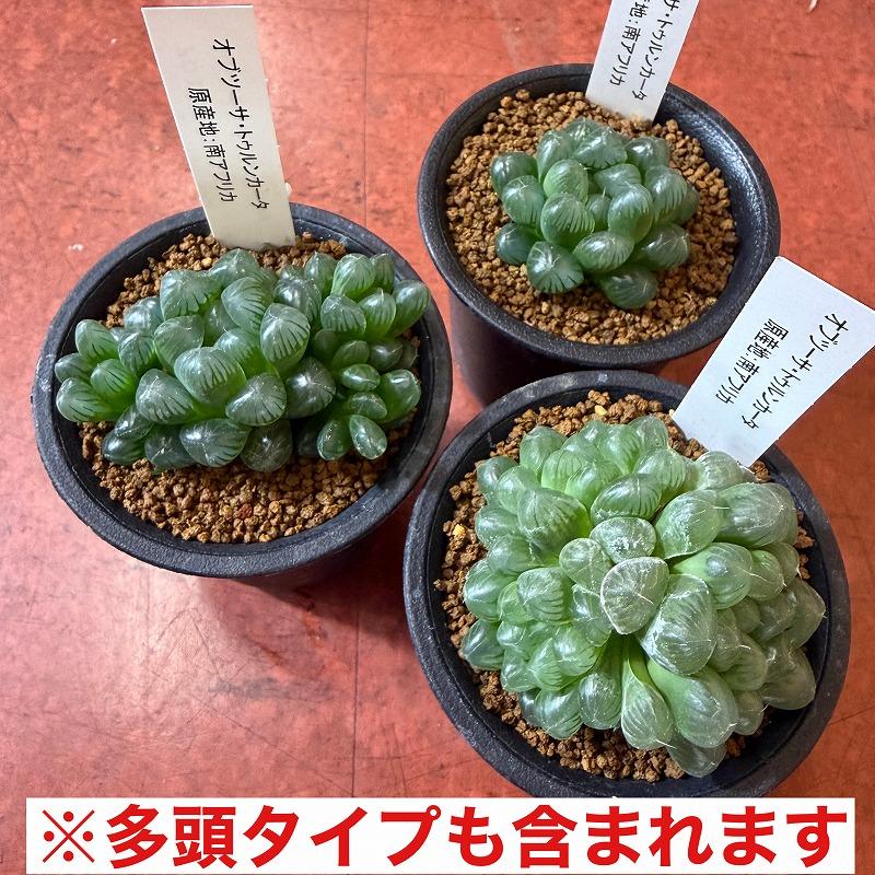 多肉植物　ハオルチア オブツーサ トゥルンカータ 2.5号　インテリア かわいい オシャレ  レア 初心者 育てやすい 観葉植物 人気品種 |  | 09