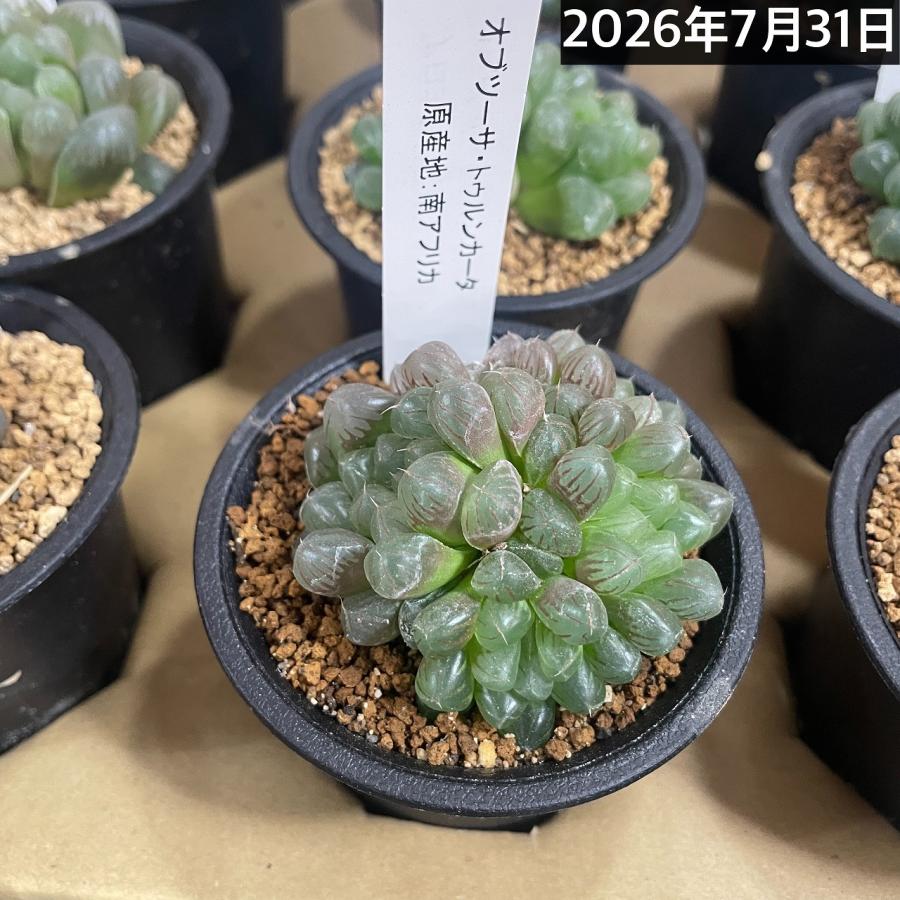 Top【選抜株】多肉植物　13214トゥルンカータ ミダレガミ　10個　鉢無し 多肉植物 ハオルチア オブツーサ トゥルンカータ(※現在多頭個体のみ