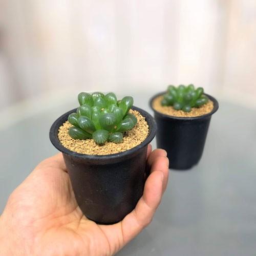 多肉植物　ハオルチア オブツーサ トゥルンカータ 2.5号　インテリア かわいい オシャレ レア 初心者 育てやすい 観葉植物 人気品種 |  | 02