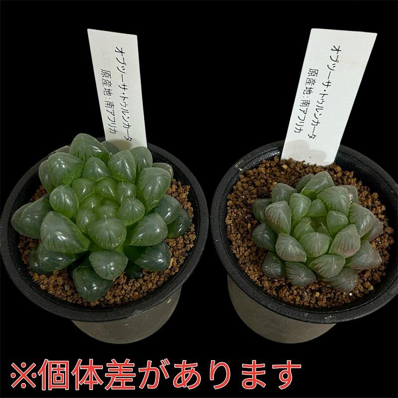 多肉植物　ハオルチア オブツーサ トゥルンカータ 2.5号　インテリア かわいい オシャレ レア 初心者 育てやすい 観葉植物 人気品種 |  | 07