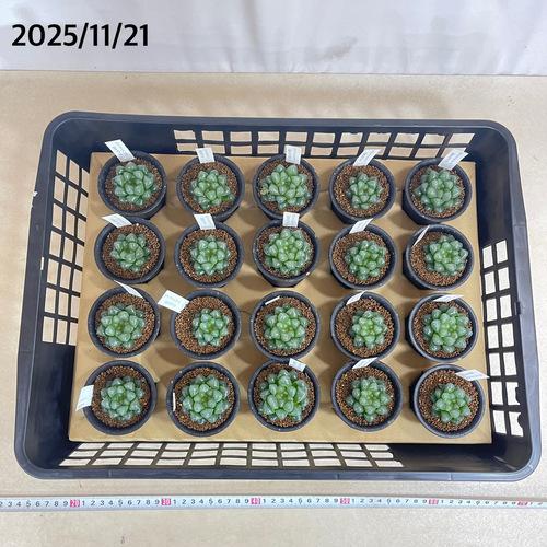 多肉植物　ハオルチア オブツーサ トゥルンカータ 2.5号　インテリア かわいい オシャレ レア 初心者 育てやすい 観葉植物 人気品種 |  | 06