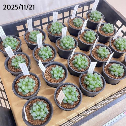 多肉植物 ハオルチア オブツーサ トゥルンカータ 2.5号 インテリア