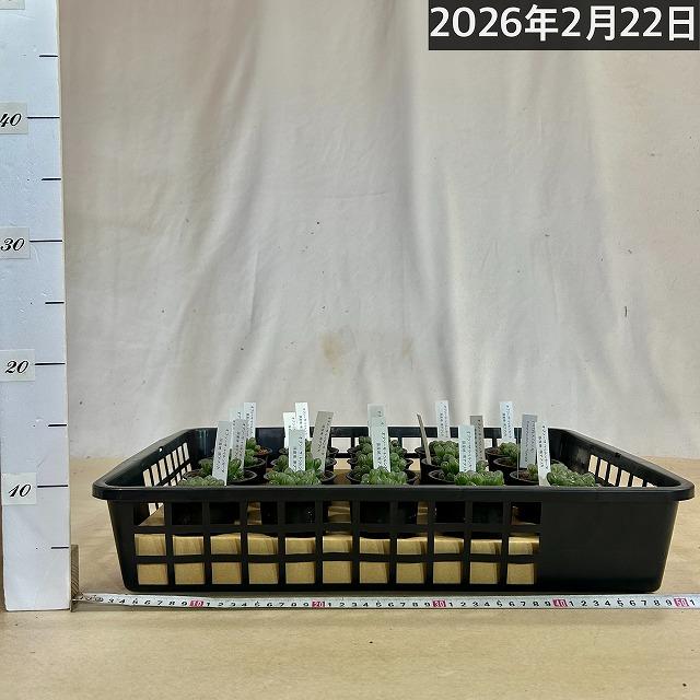 多肉植物　ハオルチア オブツーサ トゥルンカータ 2.5号　インテリア かわいい オシャレ レア 初心者 育てやすい 観葉植物 人気品種 |  | 08