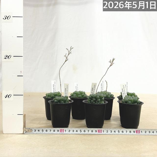 多肉植物　ハオルチア オブツーサ トゥルンカータ 2.5号　インテリア かわいい オシャレ レア 初心者 育てやすい 観葉植物 人気品種 |  | 08