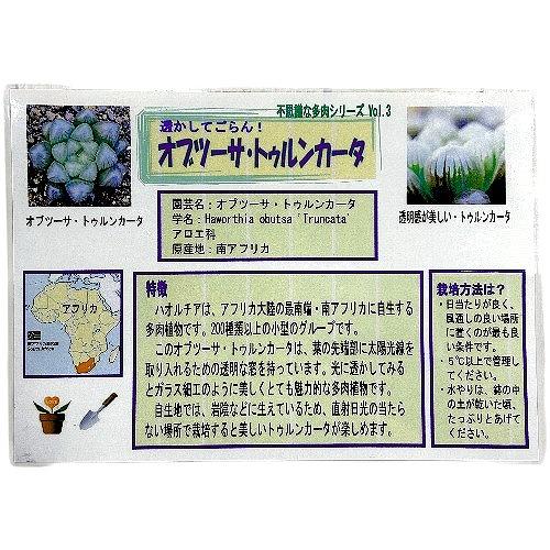 多肉植物　ハオルチア オブツーサ トゥルンカータ(※現在多頭個体のみ) 2.5号　インテリア かわいい オシャレ  レア 初心者 育てやすい 観葉植物 人気品種 |  | 08