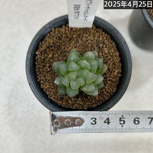 多肉植物　ハオルチア オブツーサ トゥルンカータ 2.5号　インテリア かわいい オシャレ レア 初心者 育てやすい 観葉植物 人気品種 |  | 05