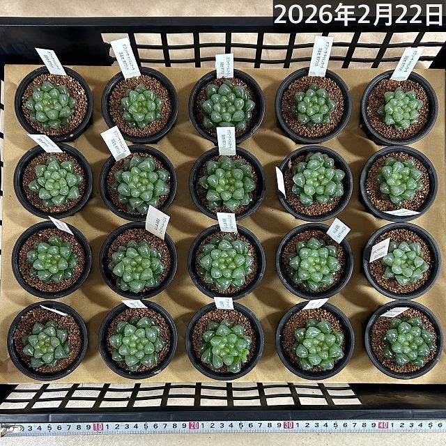 多肉植物　ハオルチア オブツーサ トゥルンカータ 2.5号　インテリア かわいい オシャレ レア 初心者 育てやすい 観葉植物 人気品種 |  | 09