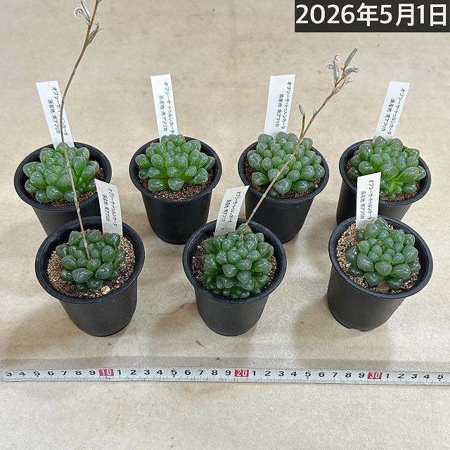多肉植物　ハオルチア オブツーサ トゥルンカータ 2.5号　インテリア かわいい オシャレ レア 初心者 育てやすい 観葉植物 人気品種 |  | 09