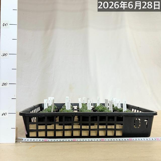 多肉植物　ハオルチア オブツーサ トゥルンカータ(※現在多頭個体のみ) 2.5号　インテリア かわいい オシャレ  レア 初心者 育てやすい 観葉植物 人気品種 |  | 09