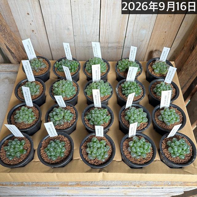 多肉植物　ハオルチア オブツーサ トゥルンカータ 2.5号　インテリア かわいい オシャレ  レア 初心者 育てやすい 観葉植物 人気品種 |  | 10