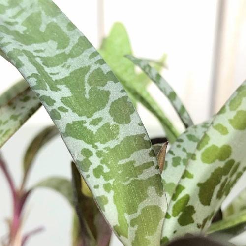 観葉植物 球根植物 ビザールプランツ 面白い マニア レデボウリア ソシアリス ビオラセア ２ ５号 Leafs ヤフー店 通販 Yahoo ショッピング