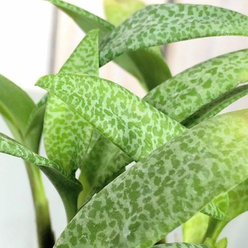 観葉植物 球根植物 ビザールプランツ 面白い マニア レデボウリア ソシアリス パウシフォリア ２ ５号 Leafs ヤフー店 通販 Yahoo ショッピング