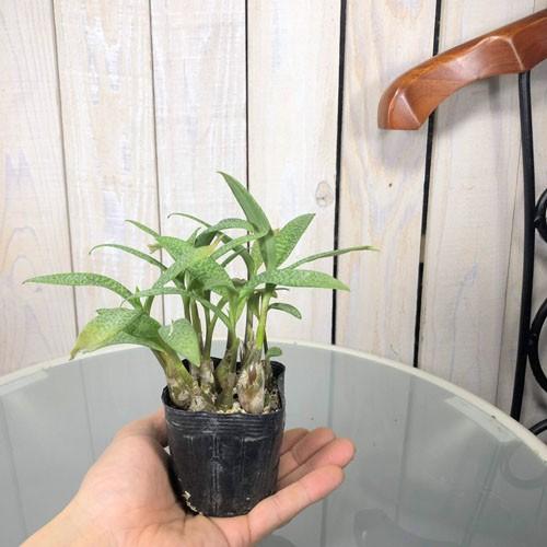 観葉植物 球根植物 ビザールプランツ 面白い マニア レデボウリア ソシアリス パウシフォリア ２ ５号 Leafs ヤフー店 通販 Yahoo ショッピング