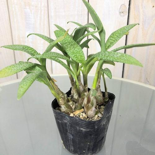 観葉植物 球根植物 ビザールプランツ 面白い マニア レデボウリア ソシアリス パウシフォリア ２ ５号 Leafs ヤフー店 通販 Yahoo ショッピング