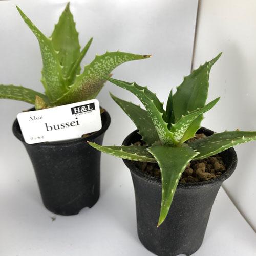 多肉植物 インテリア 面白い 可愛い マニア アロエ ブッセイ ２号 Leafs ヤフー店 通販 Yahoo ショッピング