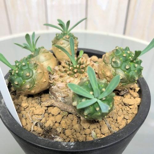 多肉植物 インテリア 面白い 可愛い マニア ユーフォルビア 峨眉山 ３ ５号 Leafs ヤフー店 通販 Yahoo ショッピング