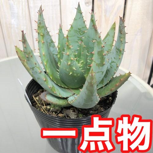 多肉植物 素材 レア 可愛い マニア アロエ ペグレラエ A ４号 Leafs ヤフー店 通販 Yahoo ショッピング