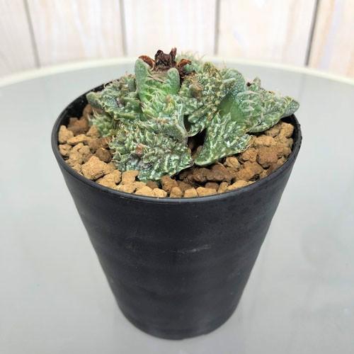 多肉植物 ビザールプランツ メセン オシャレ マニア フォーカリア 狂瀾怒濤 ３号 Leafs ヤフー店 通販 Yahoo ショッピング