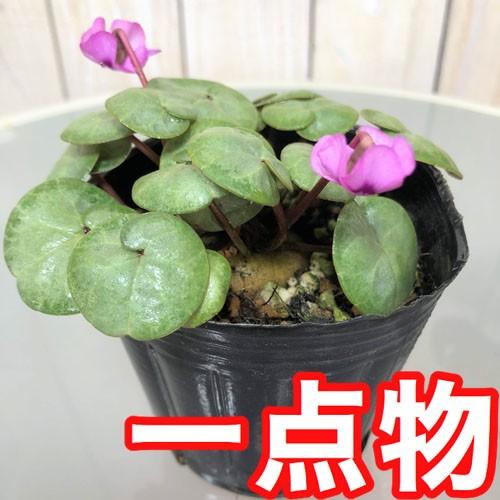 花苗 原種 面白い かわいい マニア シクラメン コウム シルバーリーフ系 A ３号 Leafs ヤフー店 通販 Yahoo ショッピング