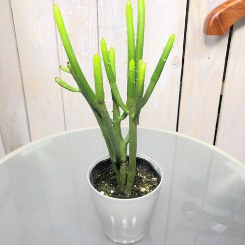 多肉植物 インテリア 面白い かわいい オシャレ ユーフォルビア オンコクラータ ３ ５号 Leafs ヤフー店 通販 Yahoo ショッピング