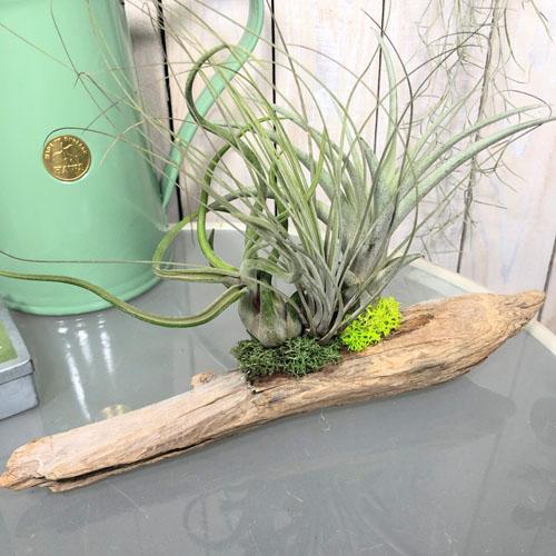 観葉植物 インテリア エアプランツ 寄植え ドライガーデン チランジア 流木 寄植え ｃ Leafs ヤフー店 通販 Yahoo ショッピング