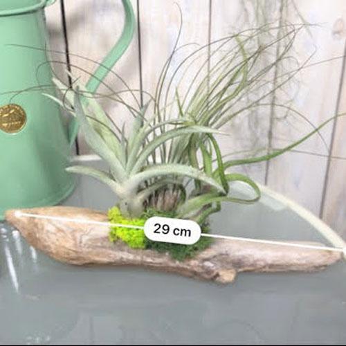 観葉植物 インテリア エアプランツ 寄植え ドライガーデン チランジア 流木 寄植え ｃ Leafs ヤフー店 通販 Yahoo ショッピング