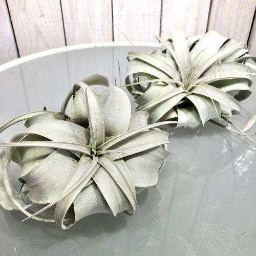 観葉植物 インテリア エアプランツ 大型種 マニア チランジア キセログラフィカ S 500433 Leafs ヤフー店 通販 Yahoo ショッピング
