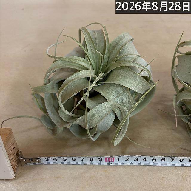キセログラフィカ(本物) Sサイズ(形状おまかせ1株)　エアプランツ エアープランツ チランジア チランドシア 観葉植物 インテリアグリーン 可愛い おしゃれ |  | 10