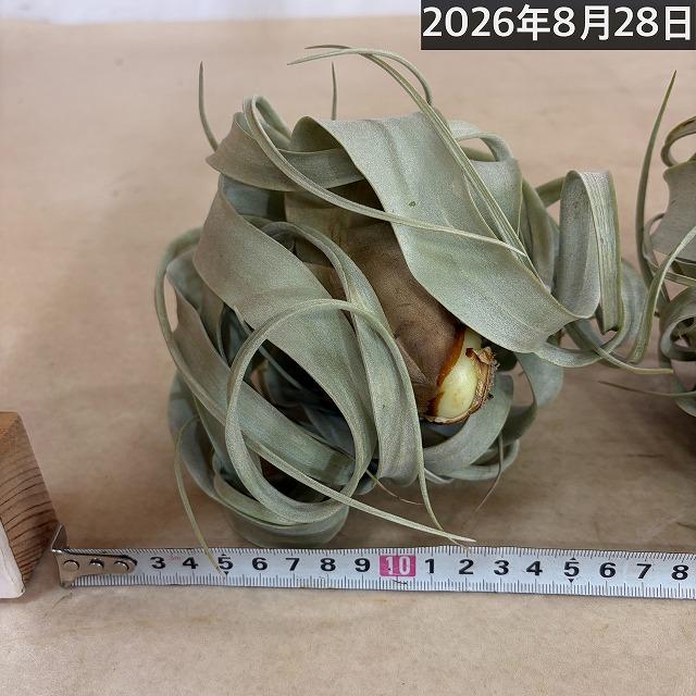 キセログラフィカ(本物) Sサイズ(形状おまかせ1株)　エアプランツ エアープランツ チランジア チランドシア 観葉植物 インテリアグリーン 可愛い おしゃれ |  | 11