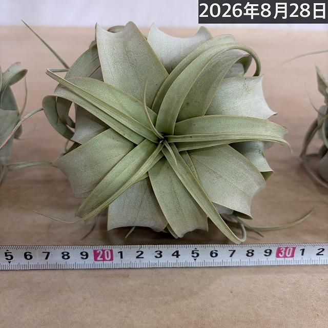 キセログラフィカ(本物) Sサイズ(形状おまかせ1株)　エアプランツ エアープランツ チランジア チランドシア 観葉植物 インテリアグリーン 可愛い おしゃれ |  | 12