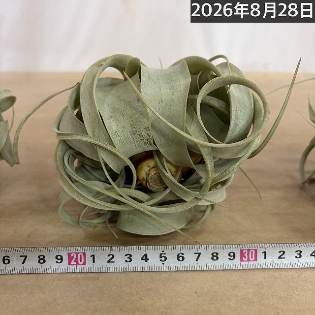 キセログラフィカ(本物) Sサイズ(形状おまかせ1株)　エアプランツ エアープランツ チランジア チランドシア 観葉植物 インテリアグリーン 可愛い おしゃれ |  | 13