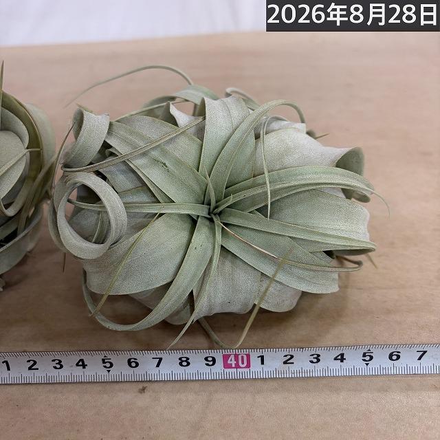 キセログラフィカ(本物) Sサイズ(形状おまかせ1株)　エアプランツ エアープランツ チランジア チランドシア 観葉植物 インテリアグリーン 可愛い おしゃれ |  | 14