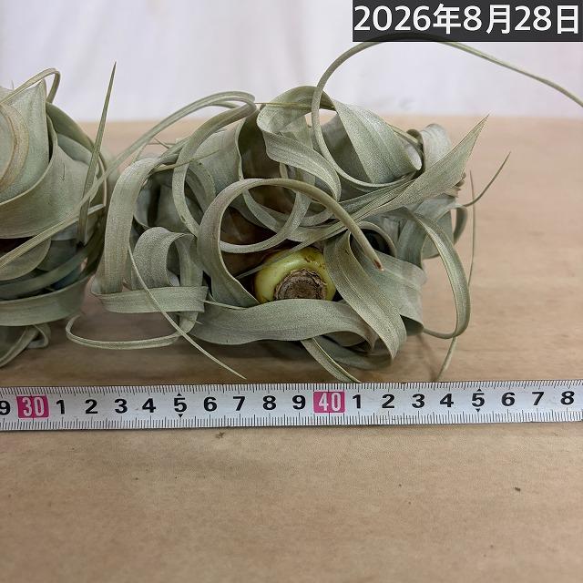 キセログラフィカ(本物) Sサイズ(形状おまかせ1株)　エアプランツ エアープランツ チランジア チランドシア 観葉植物 インテリアグリーン 可愛い おしゃれ |  | 15