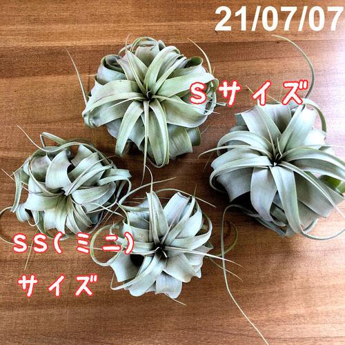 キセログラフィカ(本物) Sサイズ(形状おまかせ1株) エアプランツ