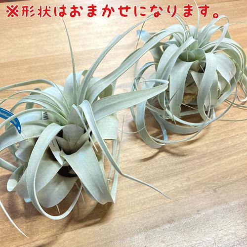 キセログラフィカ(本物) Sサイズ(形状おまかせ1株) エアプランツ