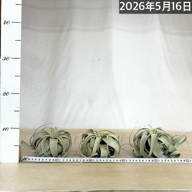 キセログラフィカ(本物) Sサイズ(形状おまかせ1株) エアプランツ