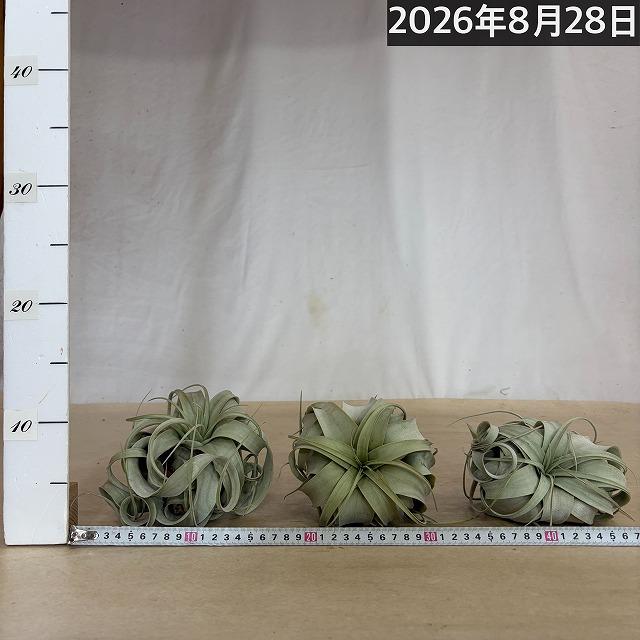 キセログラフィカ(本物) Sサイズ(形状おまかせ1株)　エアプランツ エアープランツ チランジア チランドシア 観葉植物 インテリアグリーン 可愛い おしゃれ |  | 08