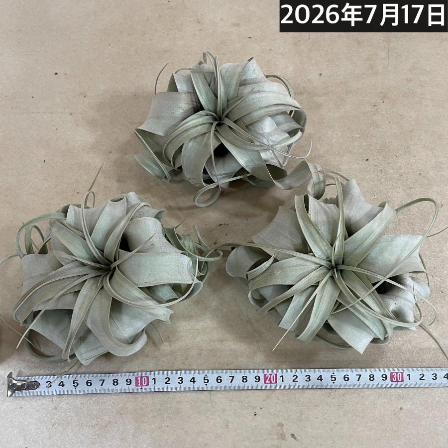 キセログラフィカ(本物) Sサイズ(形状おまかせ1株)　エアプランツ エアープランツ チランジア チランドシア 観葉植物 インテリアグリーン 可愛い おしゃれ |  | 09