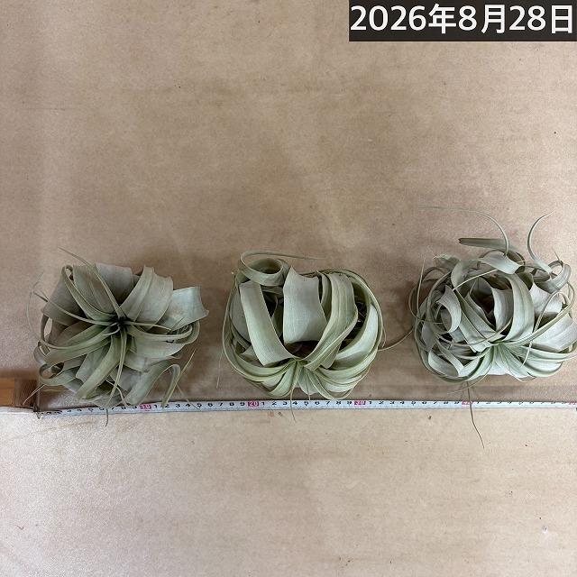 キセログラフィカ(本物) Sサイズ(形状おまかせ1株)　エアプランツ エアープランツ チランジア チランドシア 観葉植物 インテリアグリーン 可愛い おしゃれ |  | 09