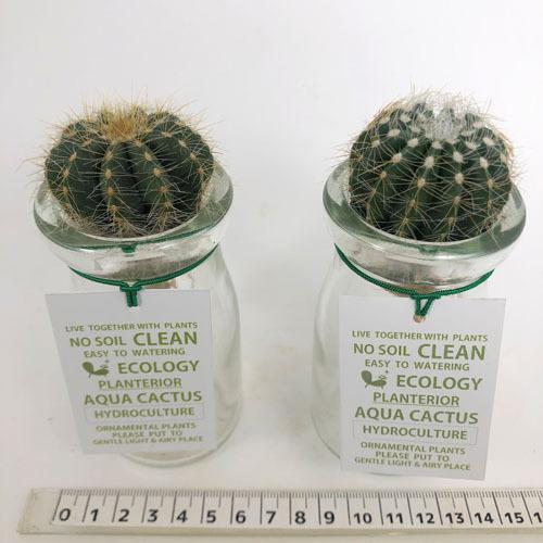 往復送料無料 多肉植物 観葉植物 サボテン インテリア オシャレ アクアカクタス 水耕栽培 ｓサイズ ｅタイプ Wantannas Go Id