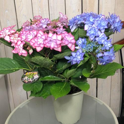 植物 ハイドランジア カワイイ コレクション 春初夏 アジサイ ひな祭り ２色植え ５号 Leafs ヤフー店 通販 Yahoo ショッピング