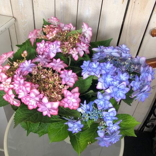 植物 ハイドランジア カワイイ コレクション 春初夏 アジサイ ひな祭り ２色植え ５号 Leafs ヤフー店 通販 Yahoo ショッピング