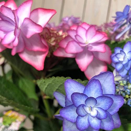 植物 ハイドランジア カワイイ コレクション 春初夏 アジサイ ひな祭り ２色植え ５号 Leafs ヤフー店 通販 Yahoo ショッピング