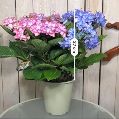 植物 ハイドランジア カワイイ コレクション 春初夏 アジサイ ひな祭り ２色植え ５号 Leafs ヤフー店 通販 Yahoo ショッピング