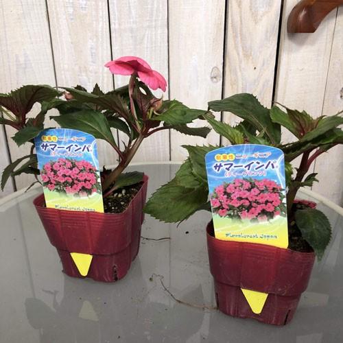 植物花苗 耐暑性 巨大成長 育てやすい ピンク ニューギニアインパチェンス サマーインパ ディープピンク ３ ５号 Leafs ヤフー店 通販 Yahoo ショッピング
