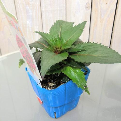 サカタのタネ サンパチェンス パープル 3.5号ポット　植物花苗 サカタのタネ インパチェンス 育てやすい 耐暑性 |  | 01