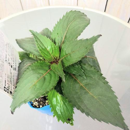 サカタのタネ サンパチェンス パープル 3.5号ポット　植物花苗 サカタのタネ インパチェンス 育てやすい 耐暑性 |  | 02